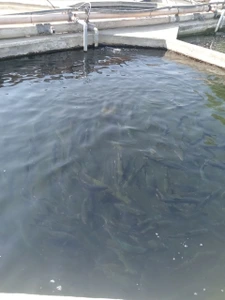 تصویر فروشگاه پرورش ماهی زمانی