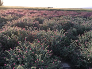 تصویر فروشگاه گل گاوزبان موعد