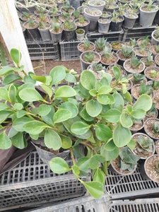 تصویر فروشگاه شرکت پردیس یاشار پارسی