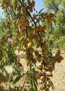 تصویر فروشگاه نهالستان برگ سبز