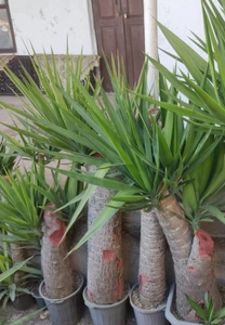 تصویر فروشگاه گل پارسا