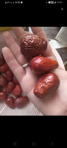 تصویر فروشگاه خدمات باغداری باغینو