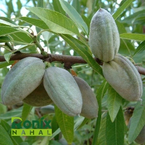 تصویر فروشگاه نهالستان رونیکس نهال