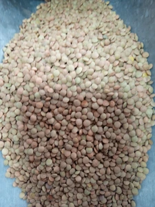 تصویر فروشگاه خشکبار ایرانیان کبودرآهنگ