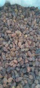 تصویر فروشگاه کمیاب تبریز