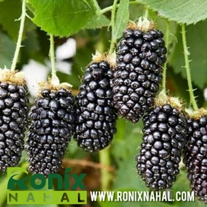 تصویر فروشگاه نهالستان رونیکس نهال