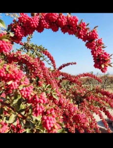 تصویر فروشگاه زرشک طلای سرخ خراسان