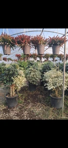 تصویر فروشگاه گل گیاه زینتی توسکا