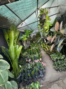 تصویر فروشگاه هوم پلنتس