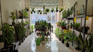 تصویر فروشگاه گلسرای ارکیده