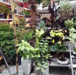 تصویر فروشگاه گل و گیاه ماهک