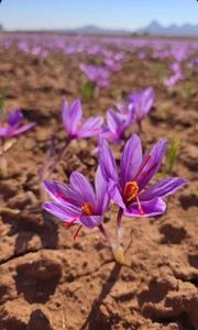 تصویر فروشگاه زعفران اعلا کعبی