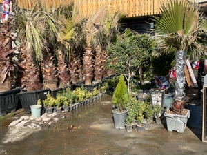 تصویر فروشگاه درخت و گل آپارتمانی امیر