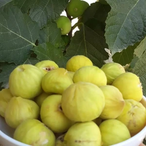 تصویر فروشگاه آرتین انجیر